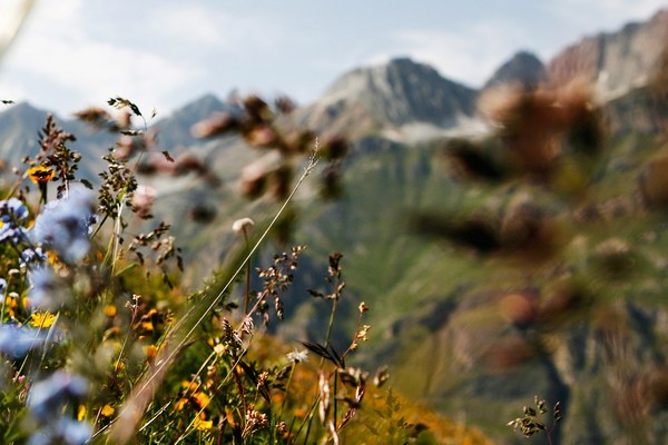 La biodiversità necessita di una politica coraggiosa e di un’attuazione rigorosa