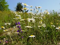 Rafforzare la diversità naturale nelle Alpi