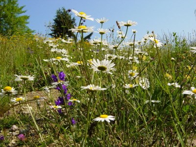 Rafforzare la diversità naturale nelle Alpi
