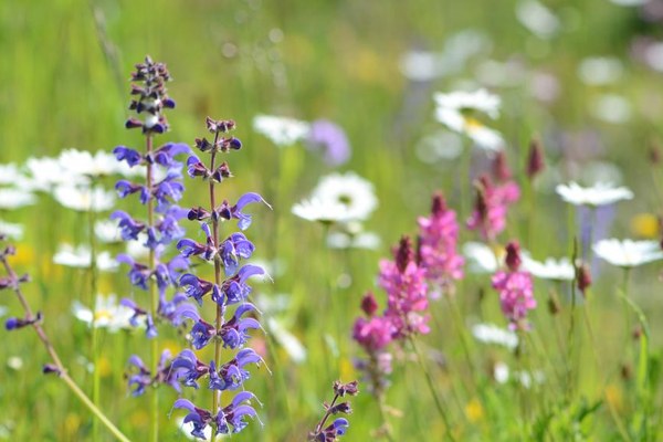Gras wächst drüber: Wiesenmeisterschaften