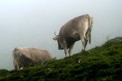 AgriMontana und AlpFUTUR