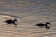 Legt der Klimawandel die Alpen trocken?