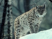 Rückkehr auf leisen Pfoten