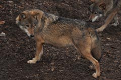 Alpenexpedition: Unterwegs für ökologische Netzwerke