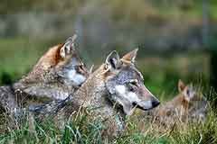 Erstes Wolf-Zentrum in den italienischen Alpen eröffnet