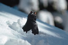 Birkhühner im Freizeitstress
