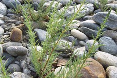 Deutsche Tamariske bringt Österreich EU-Beschwerde