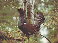 Von ökologischen Inseln zu vernetzten Landschaften