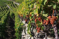 Sondrio feiert gemeinsam mit der CIPRA