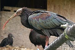 Willkommen wilder Waldrapp!