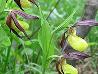 Österreich soll seine Alpen besser schützen