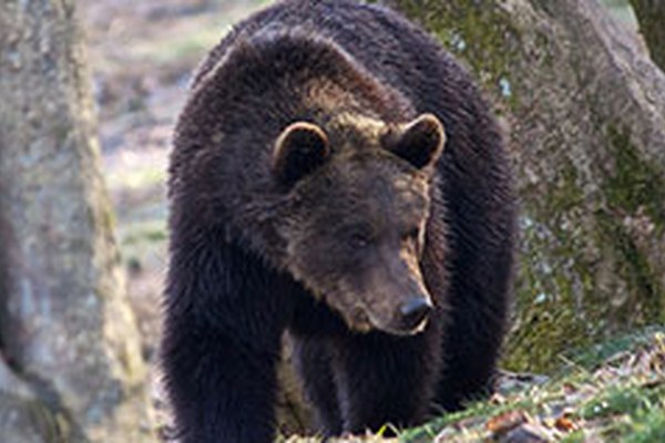 Immer mehr Bären im Trentino