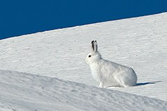 Biodiversität: Stress im Hasenkot