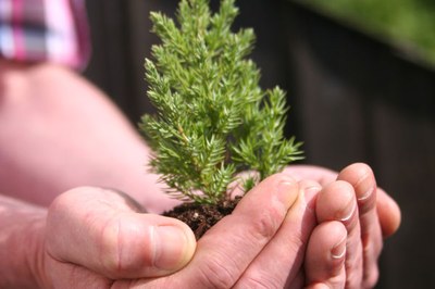 Wer hat Angst vor dem Wald?