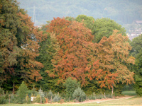 Waldschäden durch Trockenheit: Borkenkäfergefahr