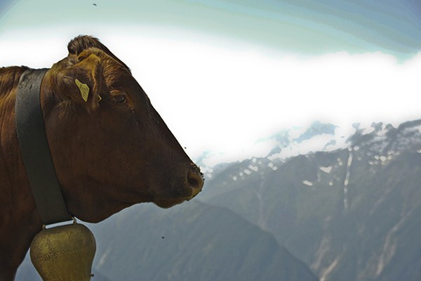 Alpweiden: überteuerte Pacht und doch ungenutzt