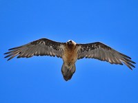 Bartgeier beobachten