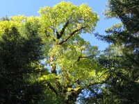 BN-Studie zur Gefährdung des Bergwald