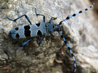 Elementar und gefährdet