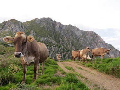 Qualität aus den Bergen