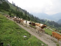 Untersuchungen Rinder-TBC auf den gesamten bayerischen Alpenraum ausgeweitet