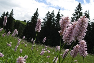 Vielfalt schafft Lebensqualität