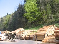 Wald soll nachhaltiger bewirtschaftet werden