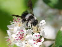 Wildbienen im toten Winkel