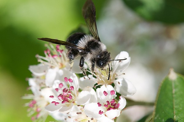 Wildbienen im toten Winkel