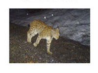 Abundanz und Dichte des Luchses in der Nordostschweiz: Fang-Wiederfang-Schätzung mittels Fotofallen im K-II im Winter 2011/12