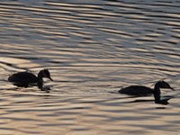 Is climate change drying up the Alps?