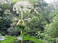 11,000 invasive species in Europe