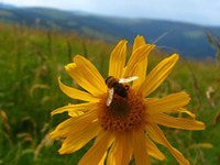 International projects on the impact of climate change in mountain regions