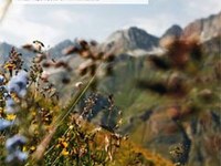 A network for foxes, people and edelweiss