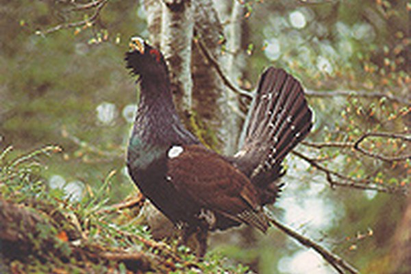 From ecological islands to connected landscapes