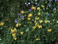 NGOs send joint message on the EU biodiversity strategy