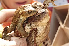 Better ecological corridors and fewer accidents involving animals on Swiss roads