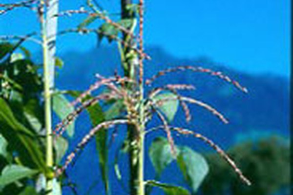 "Gene Save": Cross-border preservation of gene resources