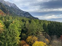 Act now to protect forests: sign the #HandsOffNature petition!