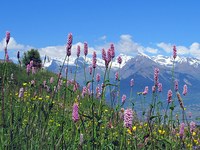 How policies can enable biodiversity