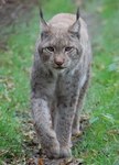 Distribution and connectivity of Eurasian Lynx (Lynx lynx) in the Alps