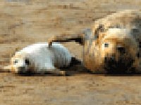 Landscape composition, connectivity and fragment size drive effects of grassland fragmentation on insect communities