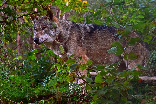 Les Alpes durables ont besoin de loups et de moutons