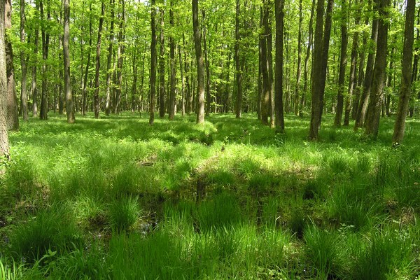 Les services rendus par la nature dans les Alpes