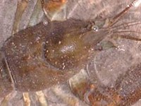 Aménagement de passes à écrevisses - GAP