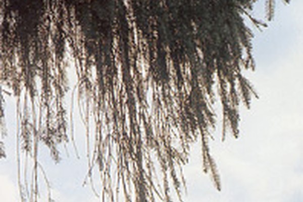 Lancement d'un projet : étude des polluants organiques dans les Alpes