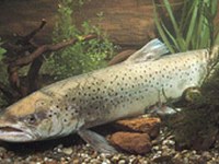 Mesures de protection en faveur du Rhin et du lac de Constance