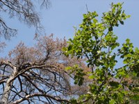 Les forêts des Alpes sont sensibles au changement climatique