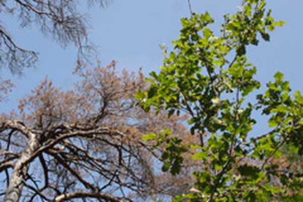 Les forêts des Alpes sont sensibles au changement climatique