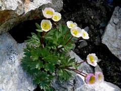Le changement climatique réduit la biodiversité